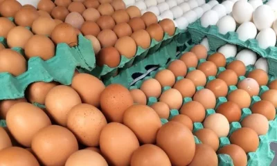 Preço dos ovos bate recordes históricos e assusta consumidores