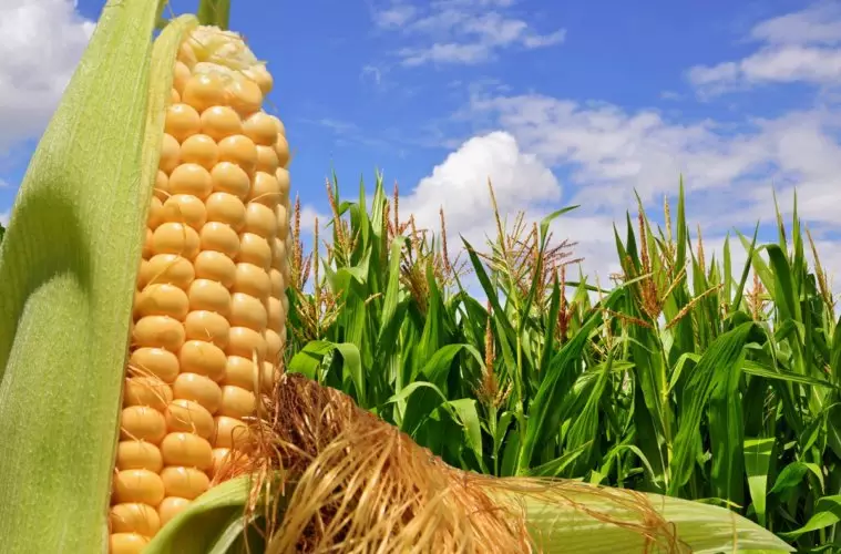 o agro brasileiro pode ultrapassar os EUA na produção de milho