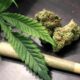 Mais de 5 toneladas de maconha são apreendidas pela força integrada em São Paulo